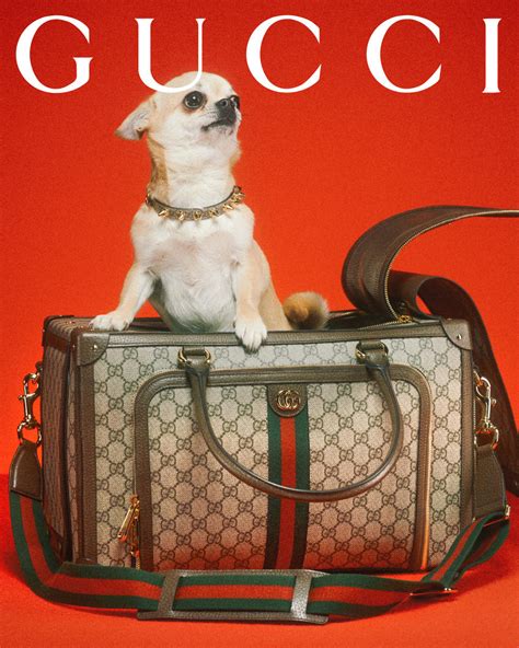 gucci shirt for.small dogs|Gucci new pet collection.